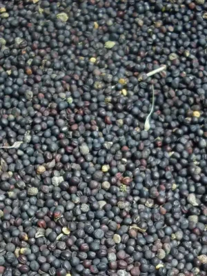 Levný Řepka kyblík 1,5kg