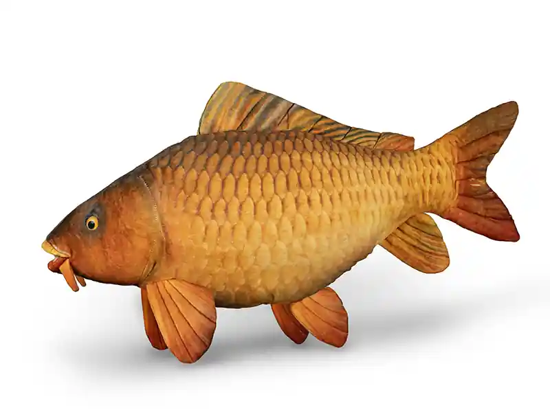 Plyšový kapr Delphin CARPY 60 cm Nejlepší Cena
